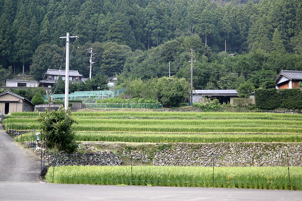 石垣積みされた段々畑。何気ない風景なのですが、整然とした美しさが